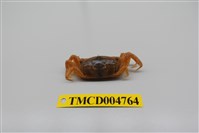 藏品(隆背大眼蟹)的圖片